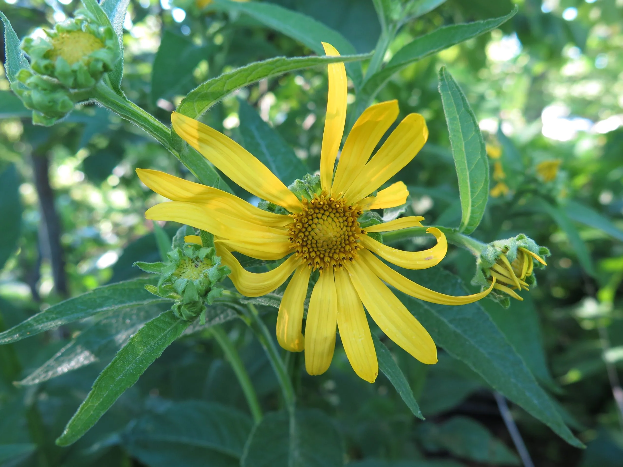 Yellow Wingstem (Verbesina helianthoides), wildflowers, Hamilton native Outpost
