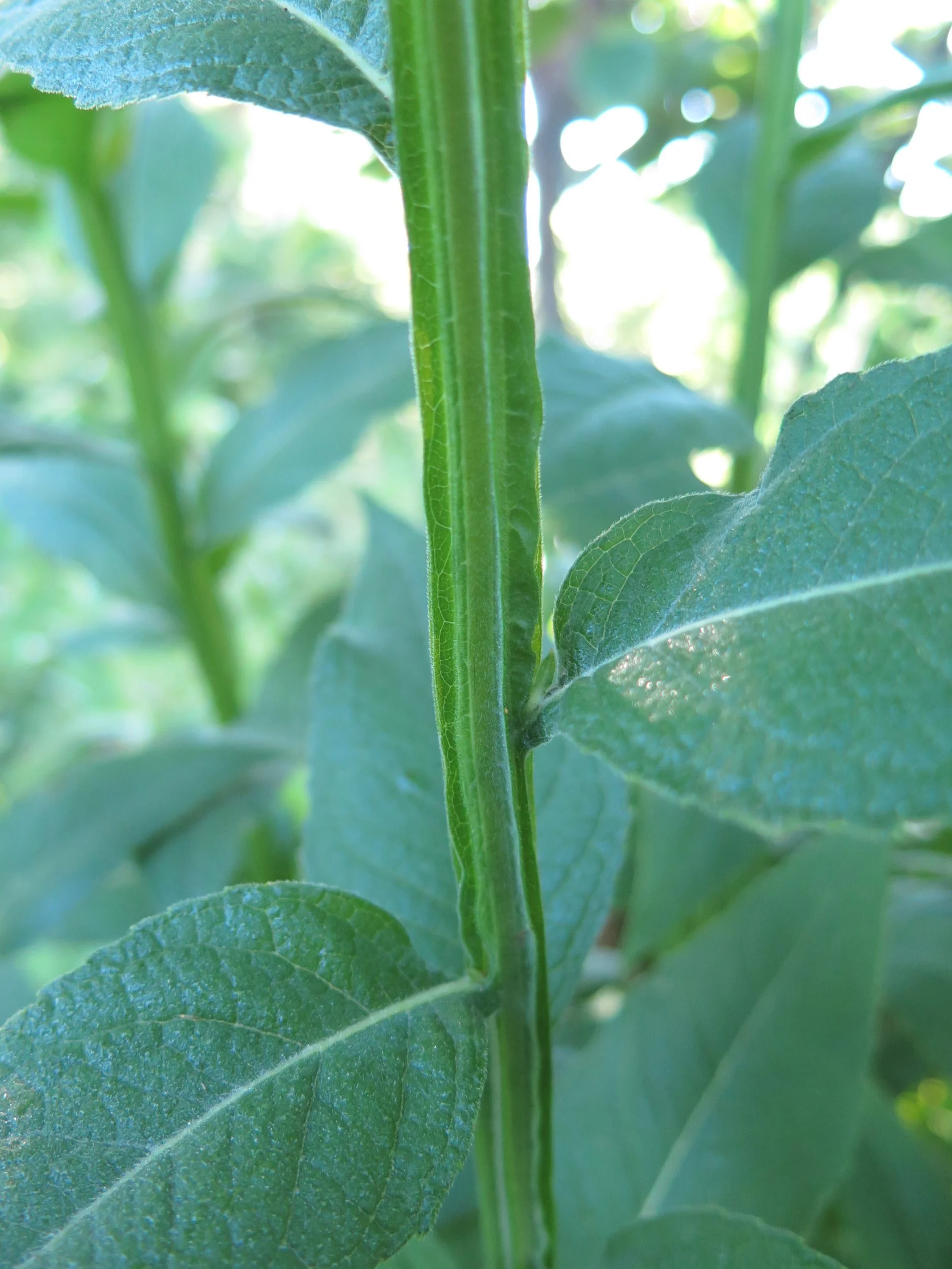 Yellow Wingstem (Verbesina helianthoides), wildflowers, Hamilton native Outpost