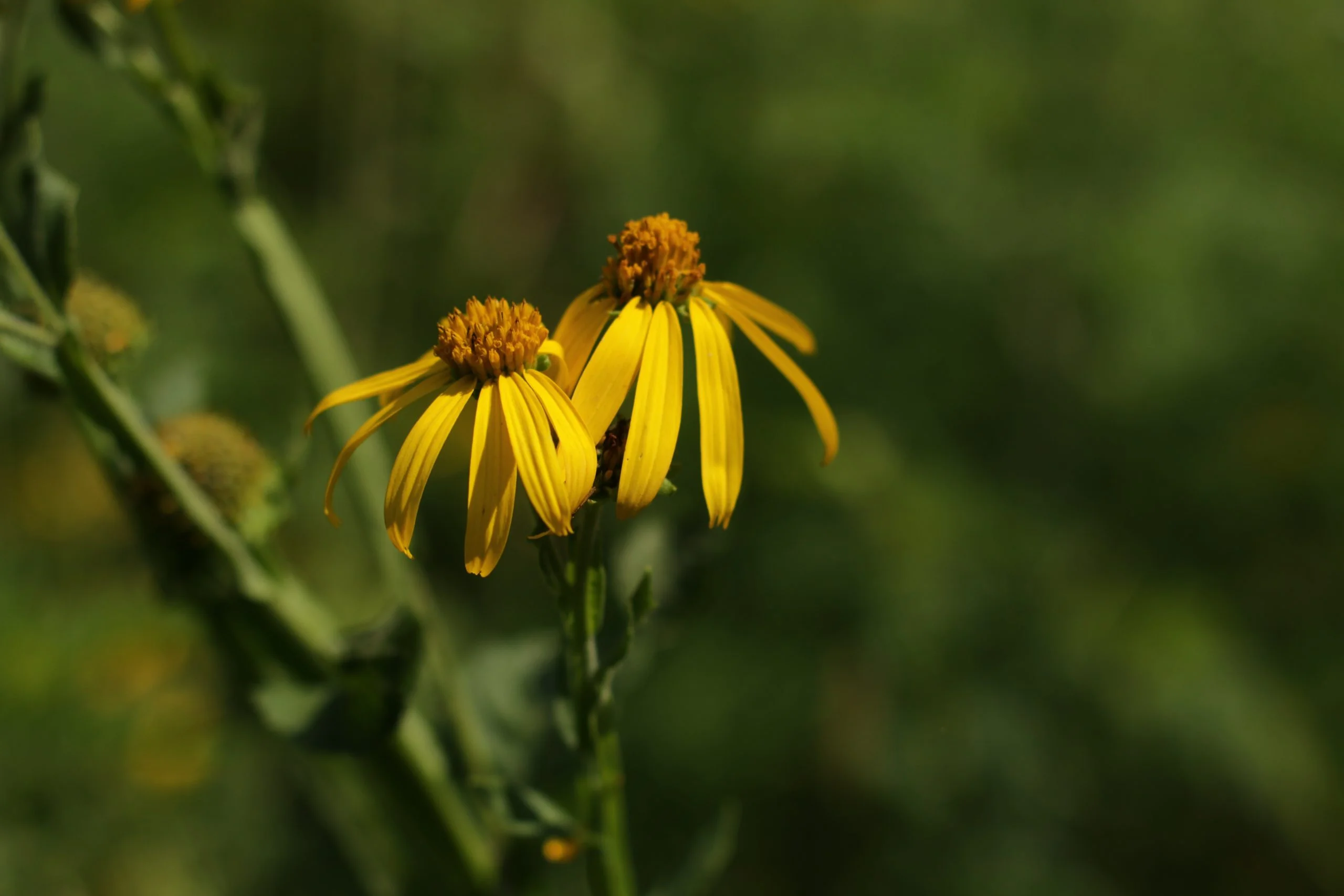 Yellow Wingstem (Verbesina helianthoides), wildflowers, Hamilton native Outpost