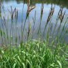 Eastern Gamagrass (Tripsacum dactyloides), native grass, Hamilton Native Outpost