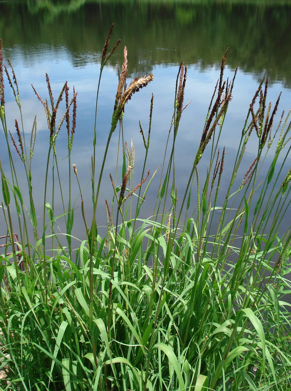 Eastern Gamagrass (Tripsacum dactyloides), native grass, Hamilton Native Outpost