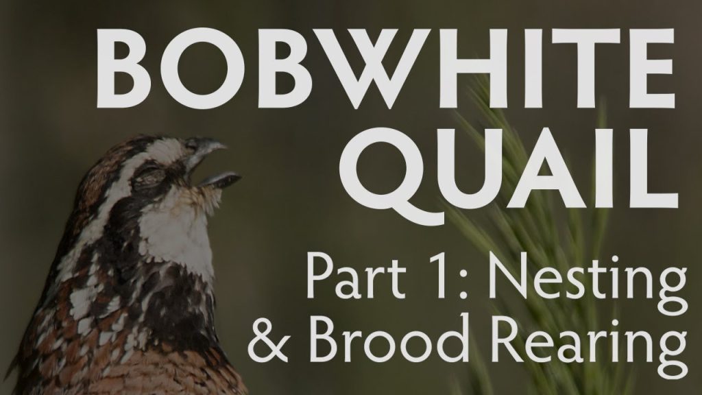 bobwhite quail part 1: nesting & brood rearing habitat, Hamilton Native Outpost