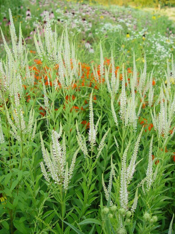 Culver's Root (Veronicastrum virginicum) and Butterfly Milkweed (Asclepias tuberosa), wildflowers, Hamilton Native Outpost