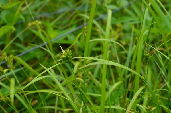 Sedge, Wood Gray
