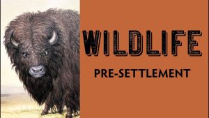 Bison, Wildlife Pre-settlement, Hamilton Native Outpost