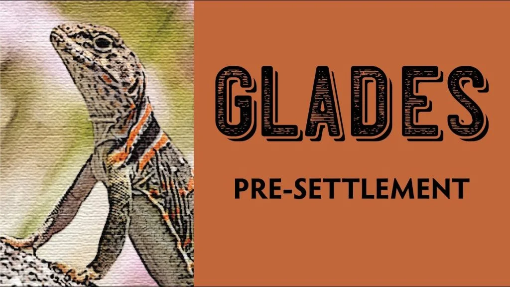 Eastern Collared Lizard, Glades Pre-Settlement, Hamilton Native Outpost