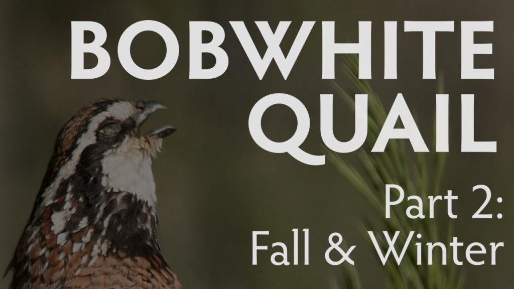 bobwhite quail part 2: fall and winter habitat, Hamilton Native Outpost
