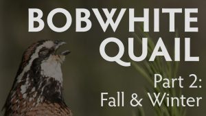 bobwhite quail part 2: fall and winter habitat, Hamilton Native Outpost