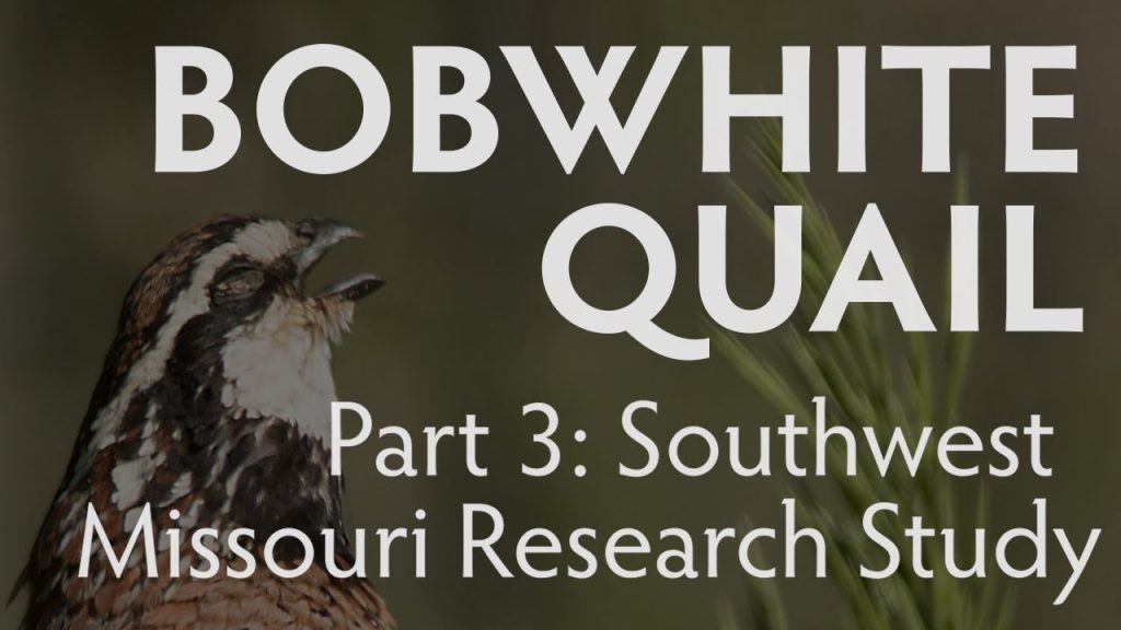 bobwhite quail part 3: Southwest Missouri Research Project, Hamilton Native Outpost
