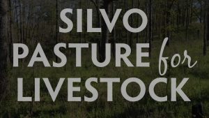 Silvopasture for Livestock, Hamilton Native Outpost