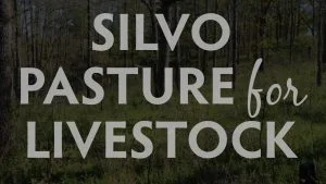 Silvopasture for Livestock, Hamilton Native Outpost