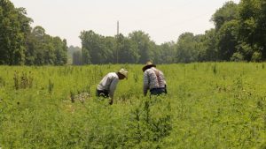 2 men in a first year native planting, Hamilton Native Outpost