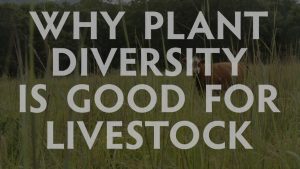 Why plant diversity is good for livestock, Hamilton Native Outpost