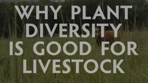Why plant diversity is good for livestock, Hamilton Native Outpost