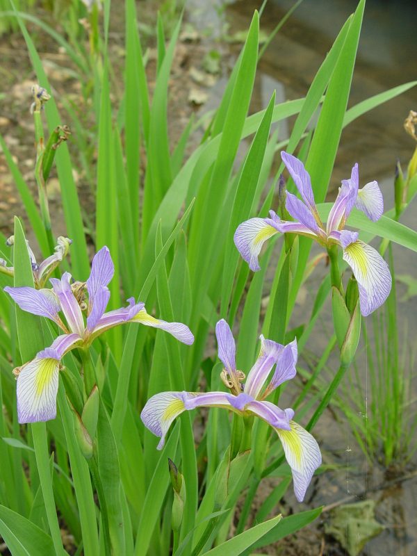 Flag, Southern Blue (Iris virginica), wildflower, Hamilton native Outpost