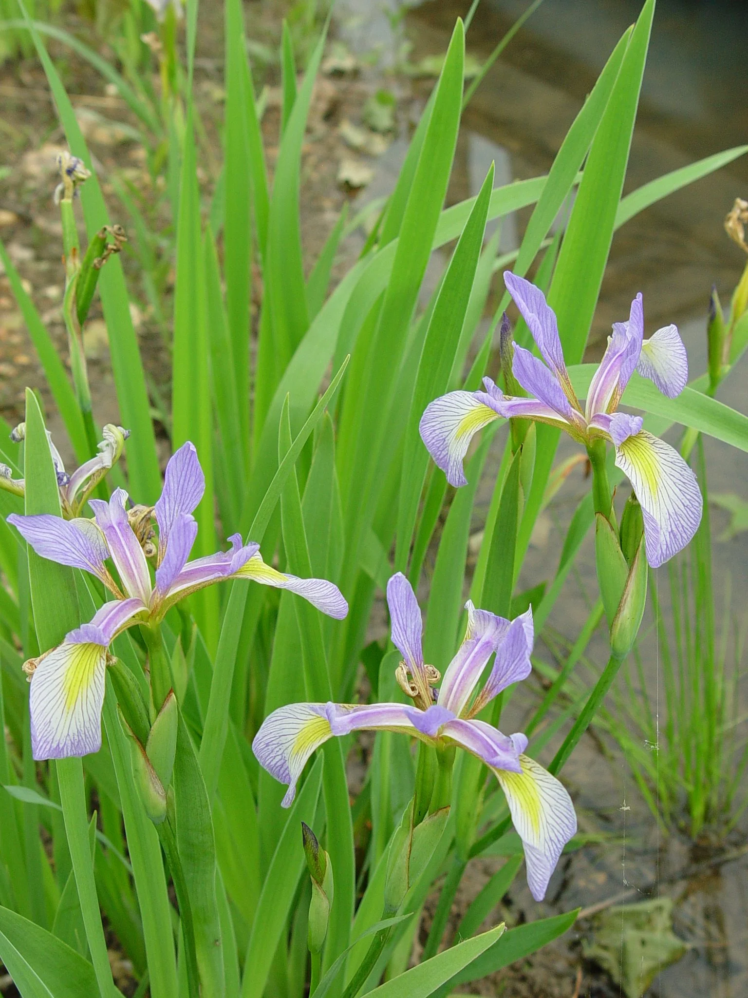 Flag, Southern Blue (Iris virginica), wildflower, Hamilton native Outpost