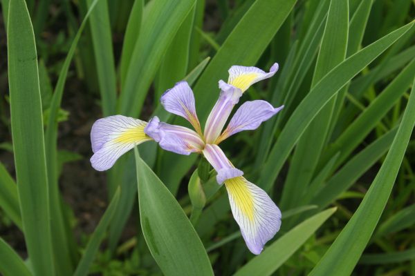 Flag, Southern Blue (Iris virginica), wildflower, Hamilton native Outpost