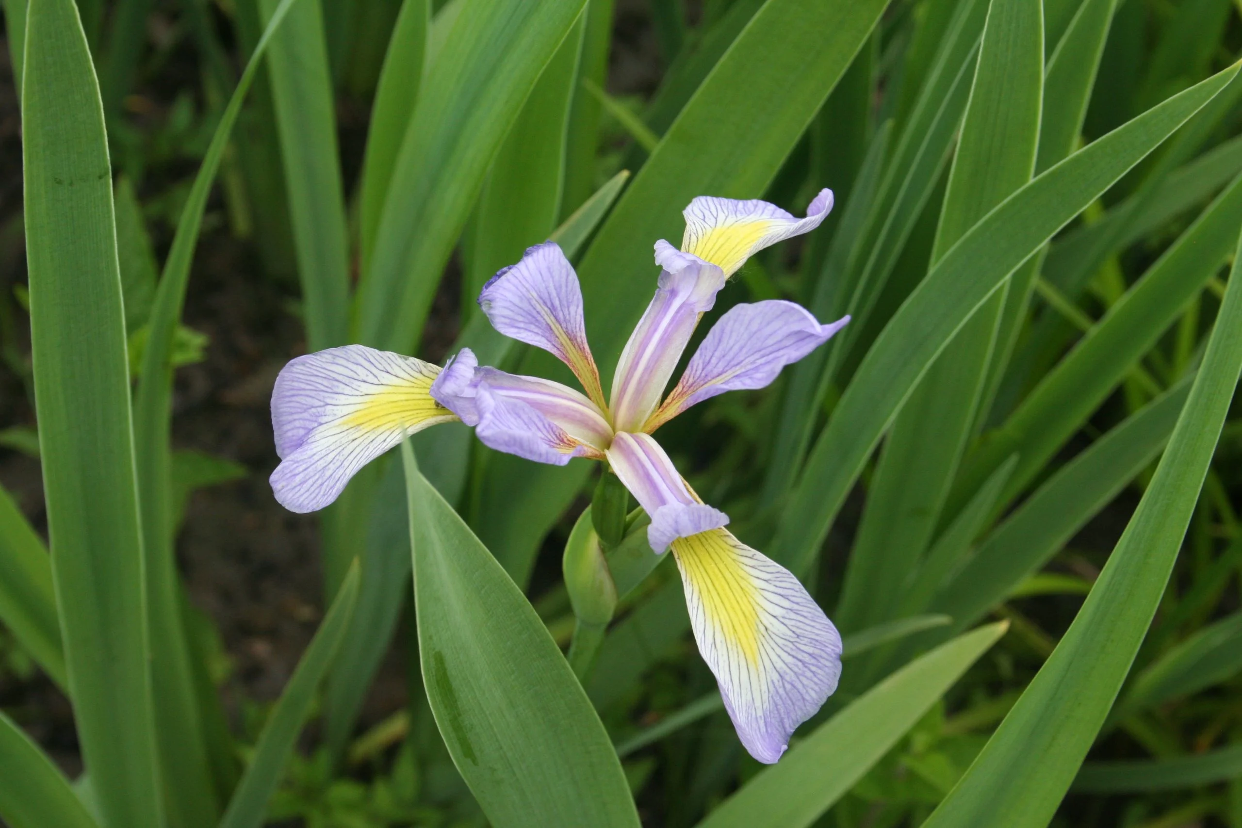 Flag, Southern Blue (Iris virginica), wildflower, Hamilton native Outpost