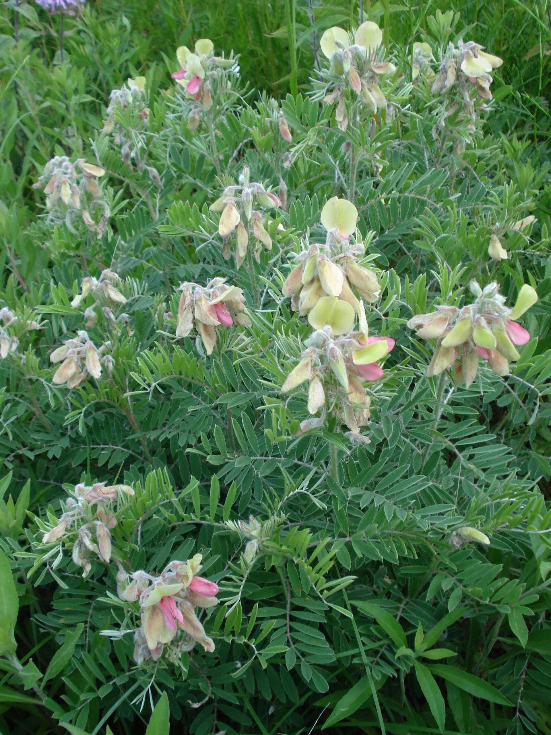 Goat's Rue (Tephrosia virginiana), wildflower, hamilton native outpost