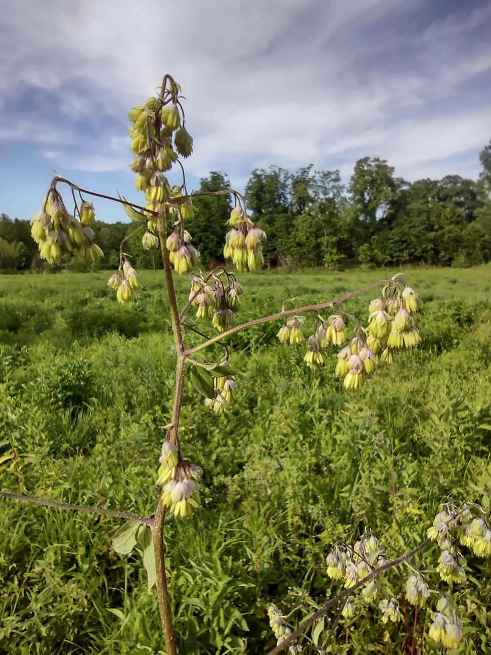 Meadow Rue, Waxy (Thalictrum revolutum), wildflower, Hamilton Native Outpost