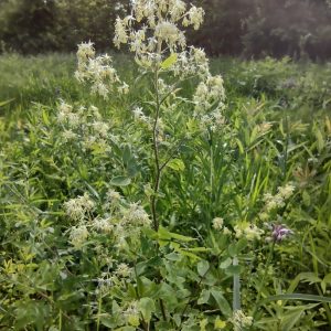 Meadow Rue, Waxy (Thalictrum revolutum), wildflower, Hamilton Native Outpost