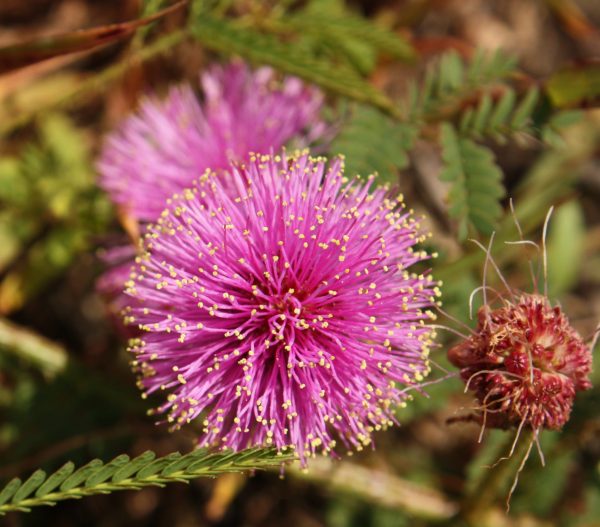 Sensitive Brier (Mimosa quadrivalvis), wildflower, hamilton native outpost