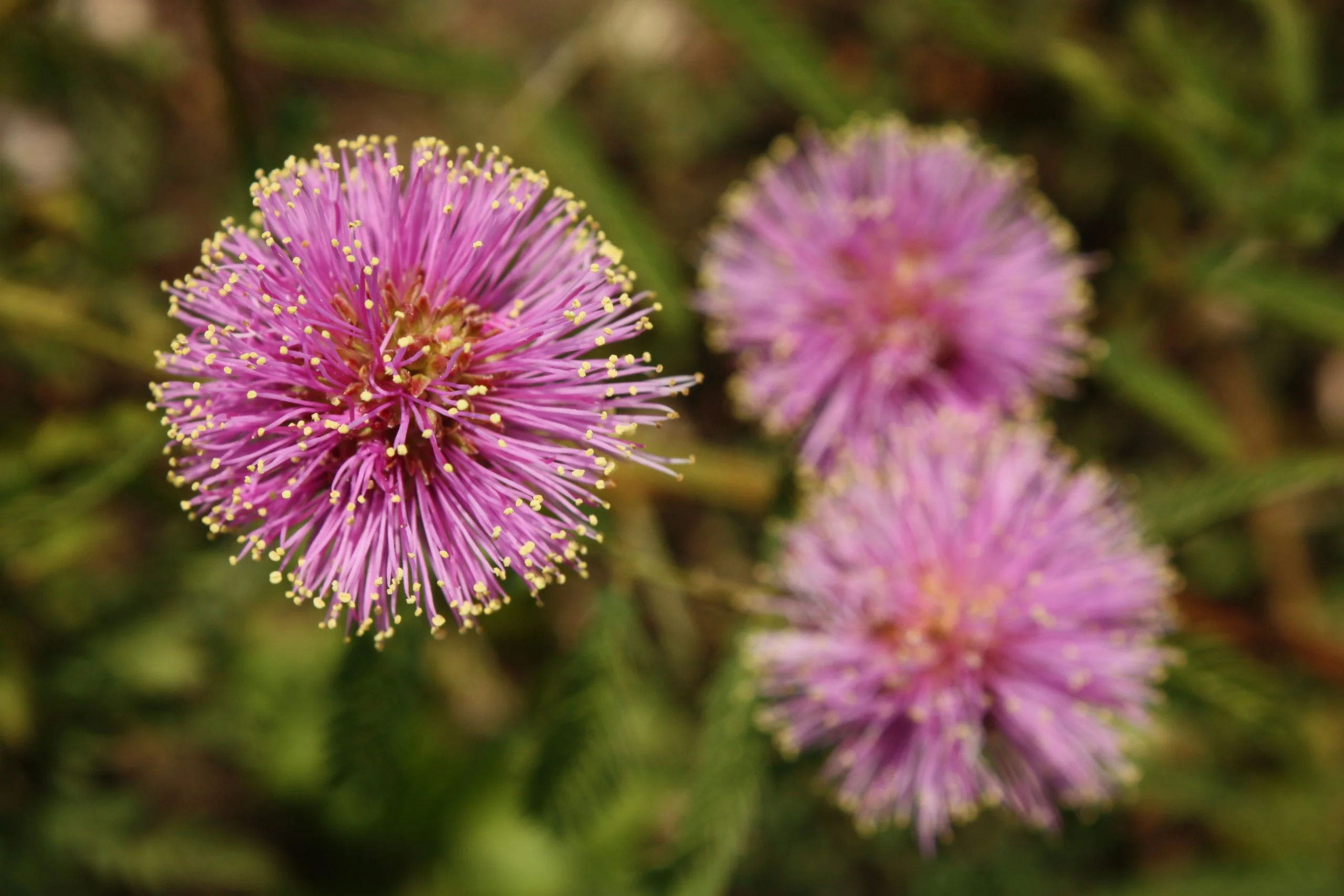 Sensitive Brier (Mimosa quadrivalvis), wildflower, hamilton native outpost