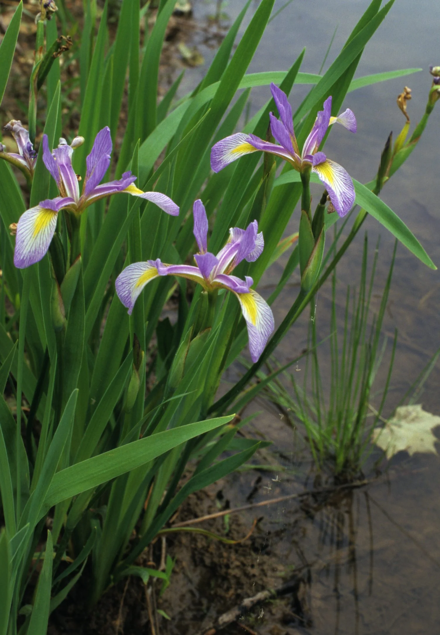 Flag, Southern Blue (Iris virginica), wildflower, Hamilton native Outpost