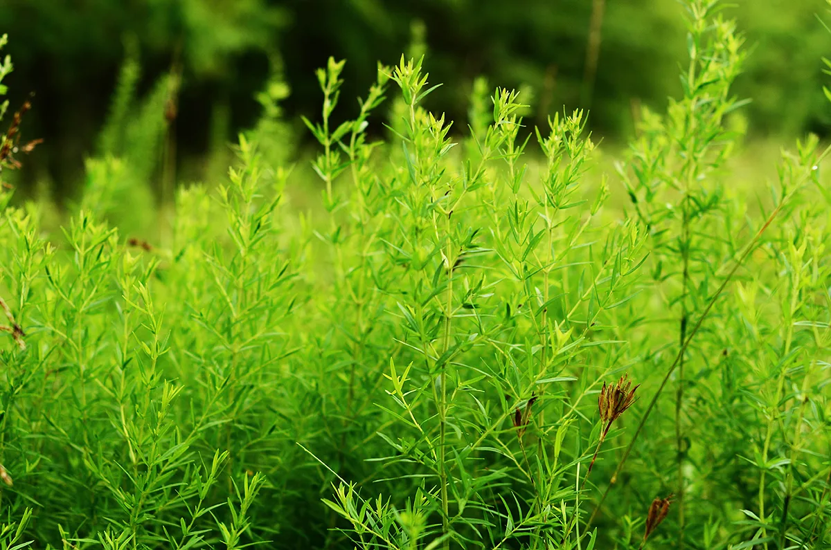 Mountain Mint, Virginia - Image 3