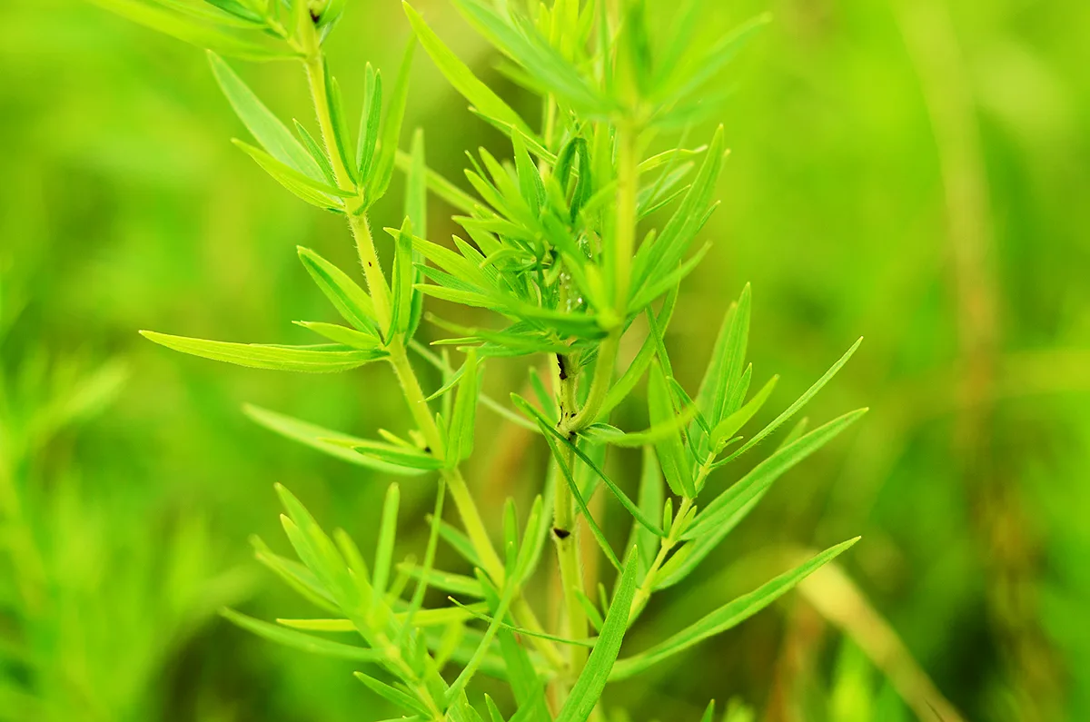 Mountain Mint, Virginia - Image 2