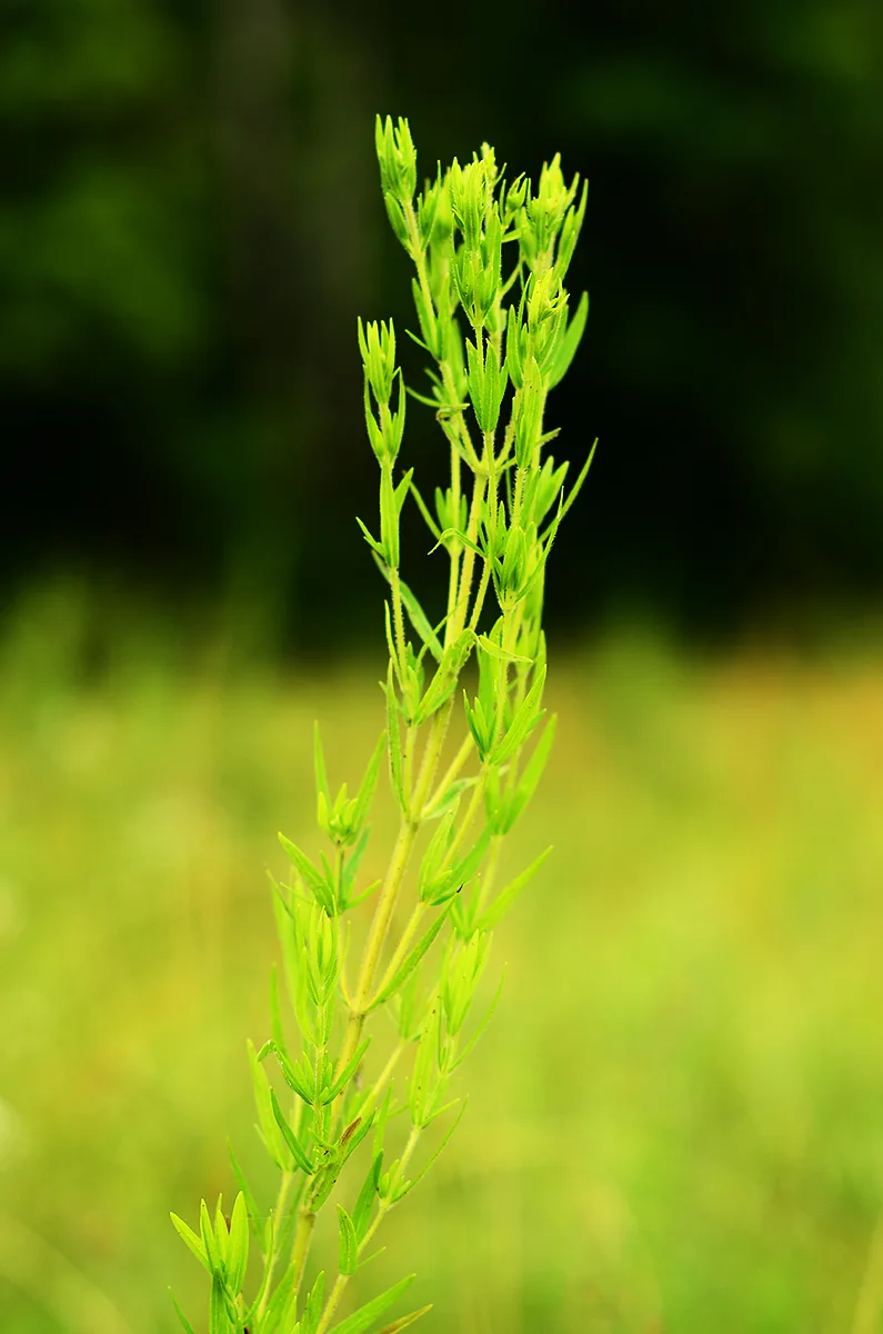 Mountain Mint, Virginia - Image 4