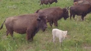 A brown bison and her white, albino baby stand in a field