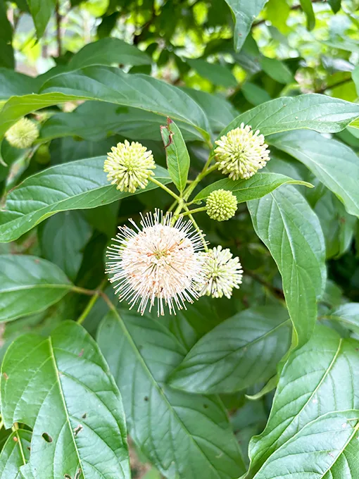 Great shrub for wet soils or raingardens; distinctive aromatic, ball-shaped flower attracts butterflies.