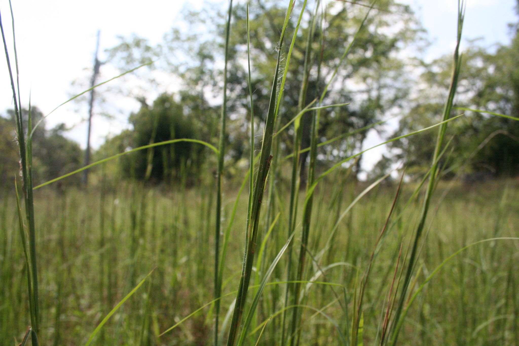 What is Broomsedge Good For? Hamilton Native Outpost