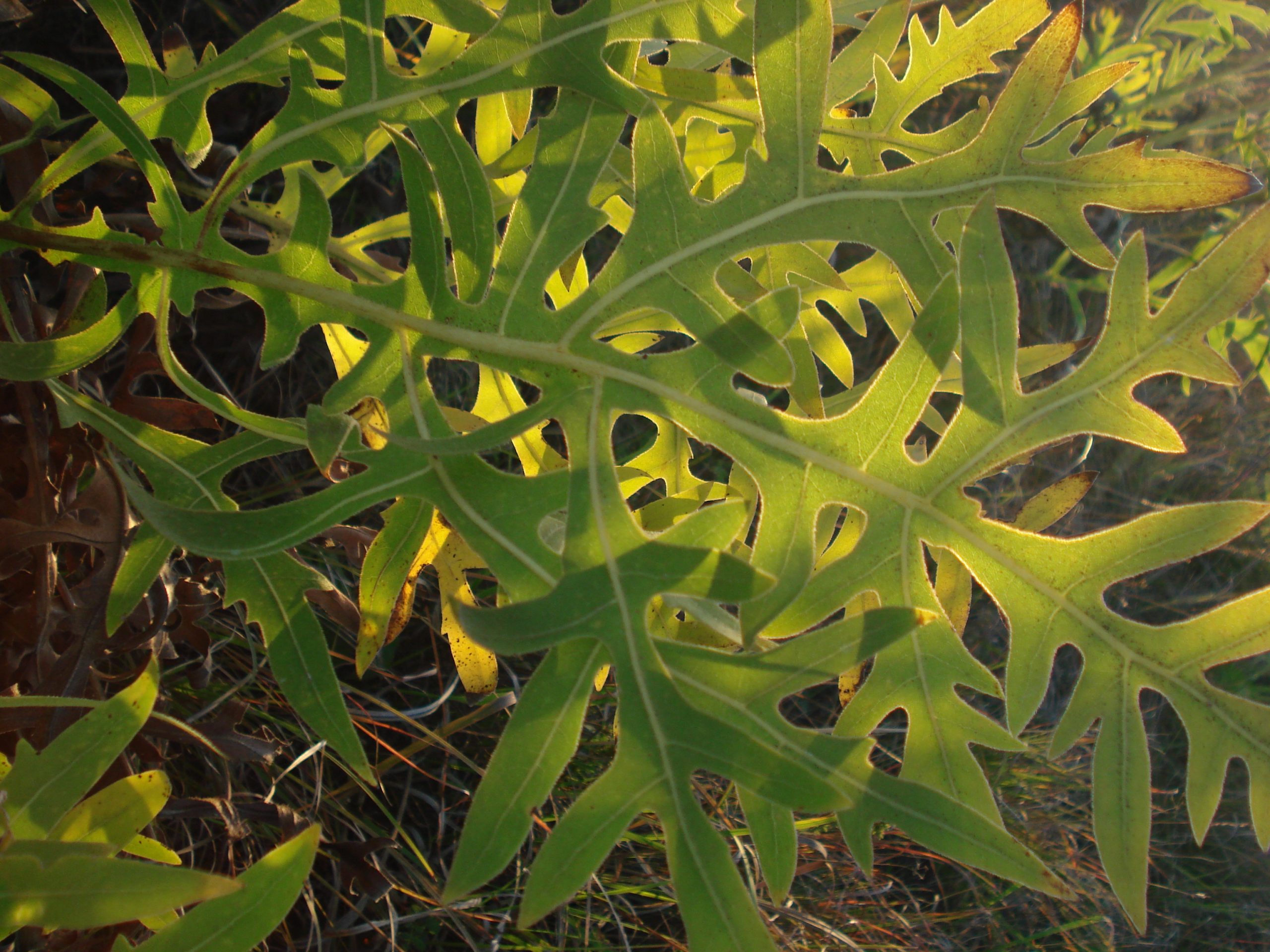 Silphiums For Wildlife Hamilton Native Outpost