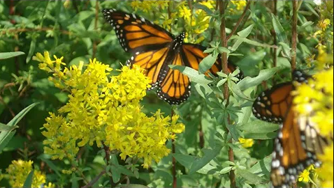 Monarch on Goldenrod in the fall.