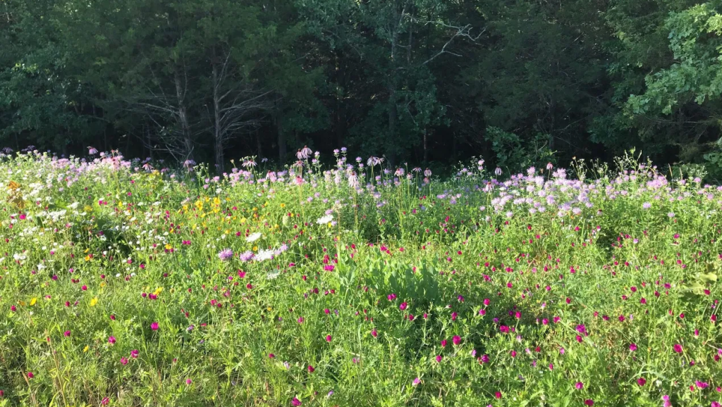 A diverse native wildflower prairie in bloom