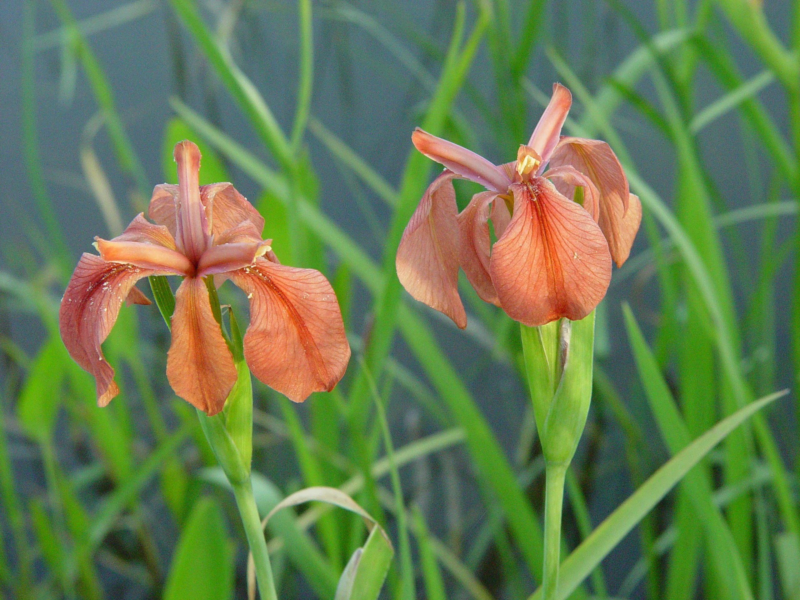 Copper Flag, (Iris fulva), wildflower, Hamilton Native Outpost