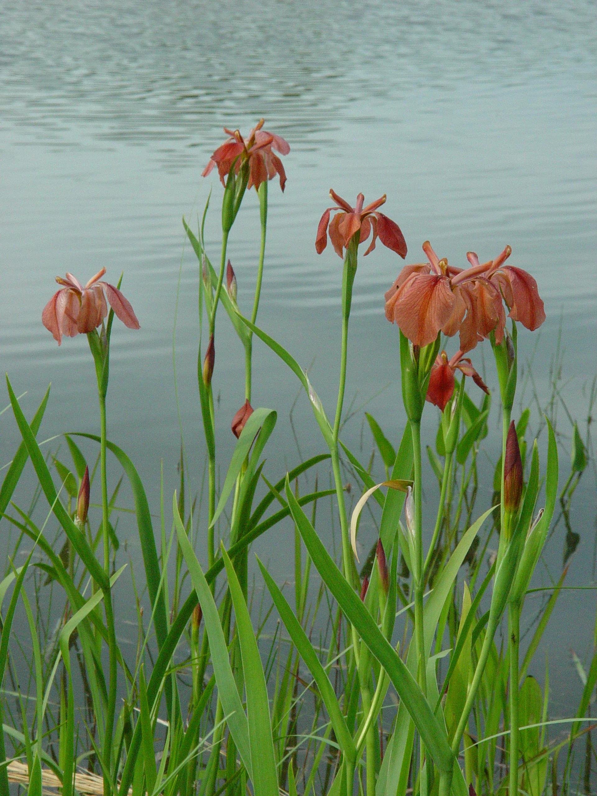 Flag, Copper - Image 6