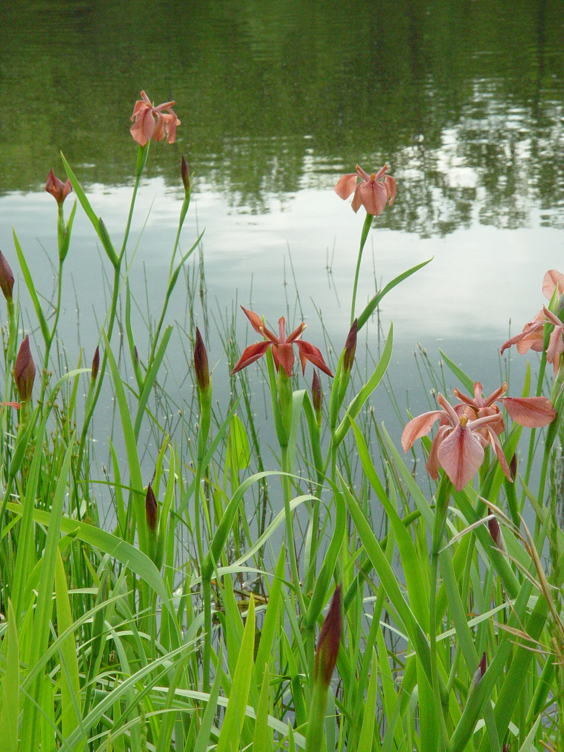 Flag, Copper - Image 7
