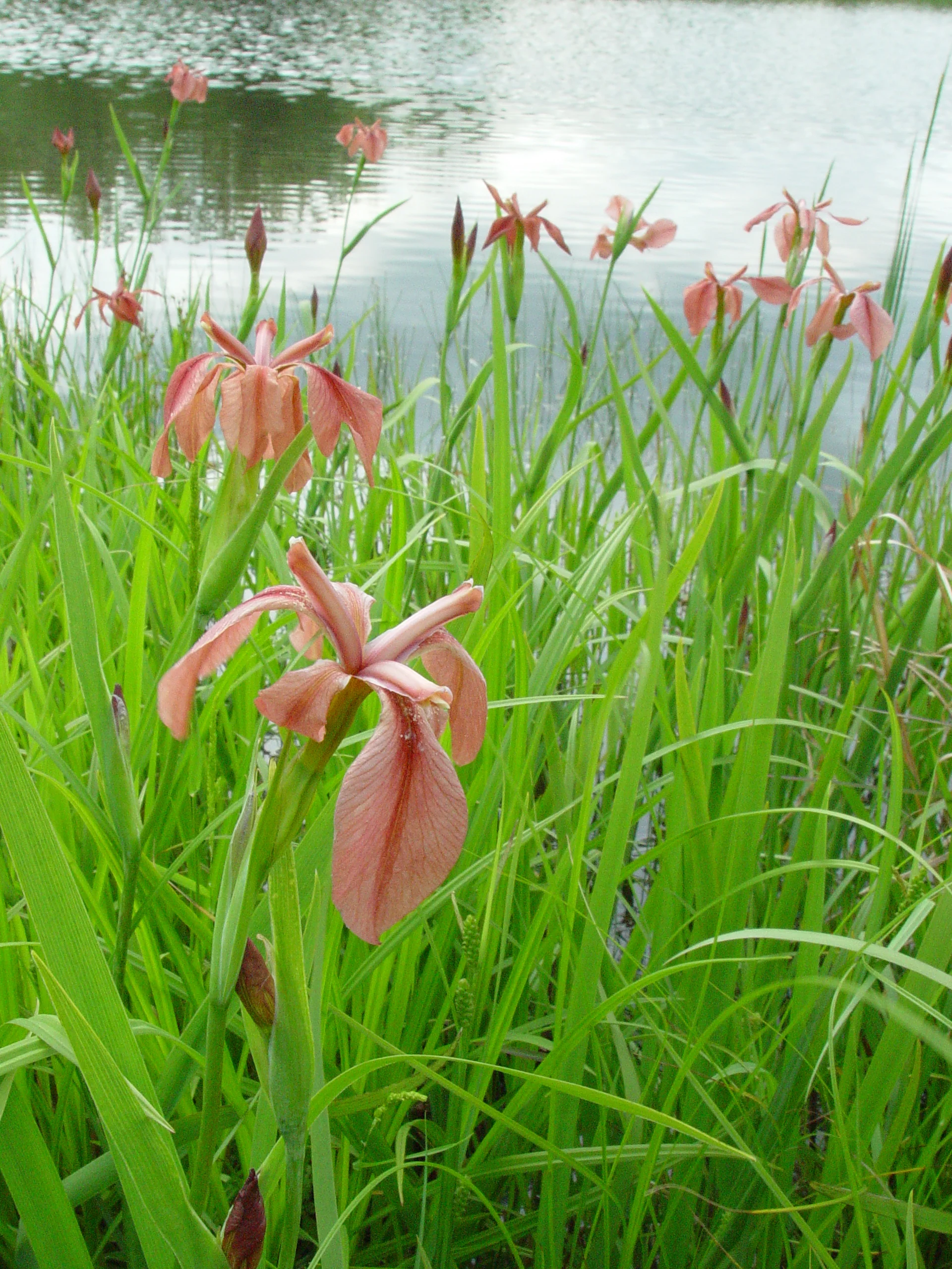 Flag, Copper - Image 8