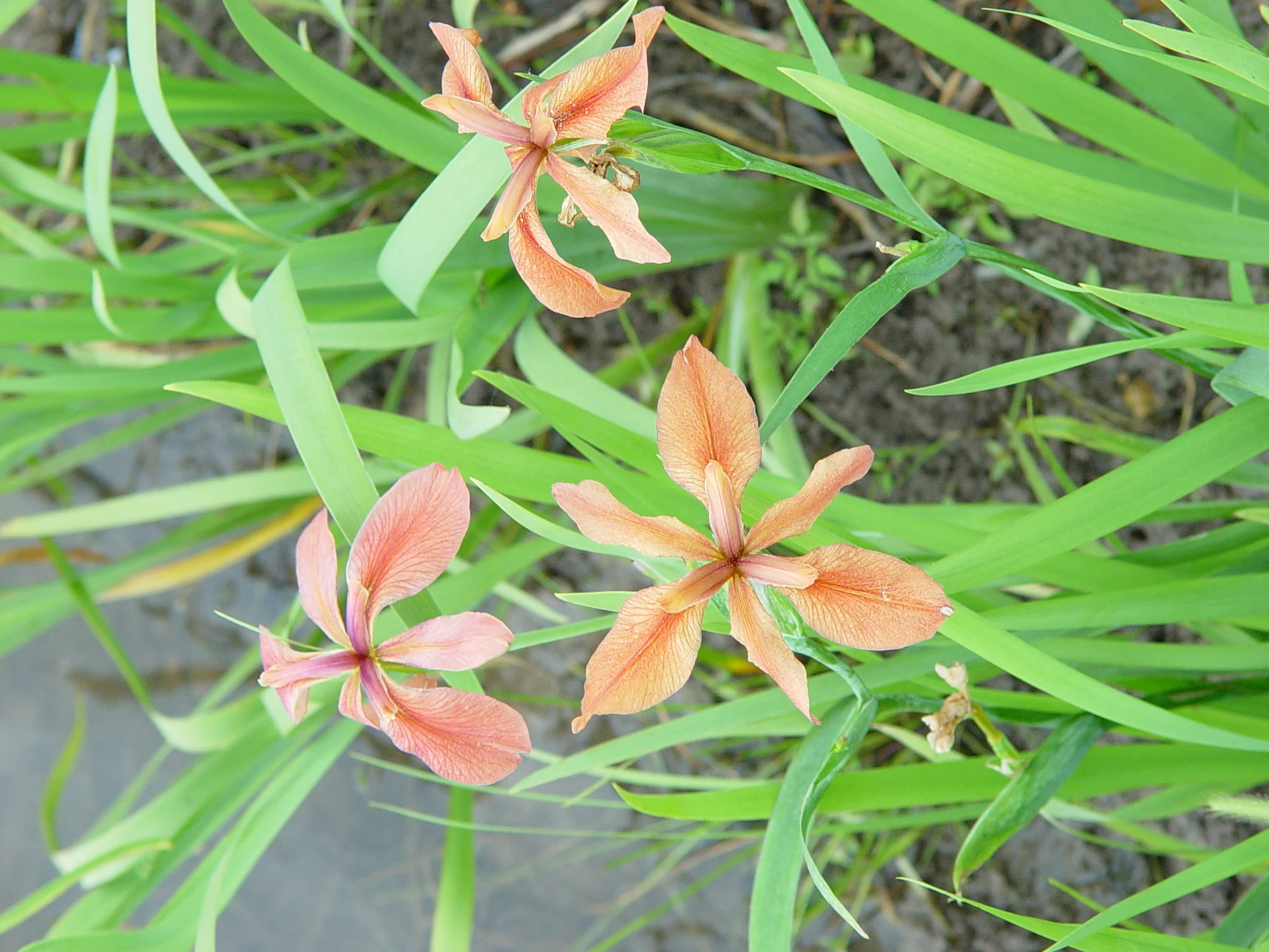 Flag, Copper - Image 9
