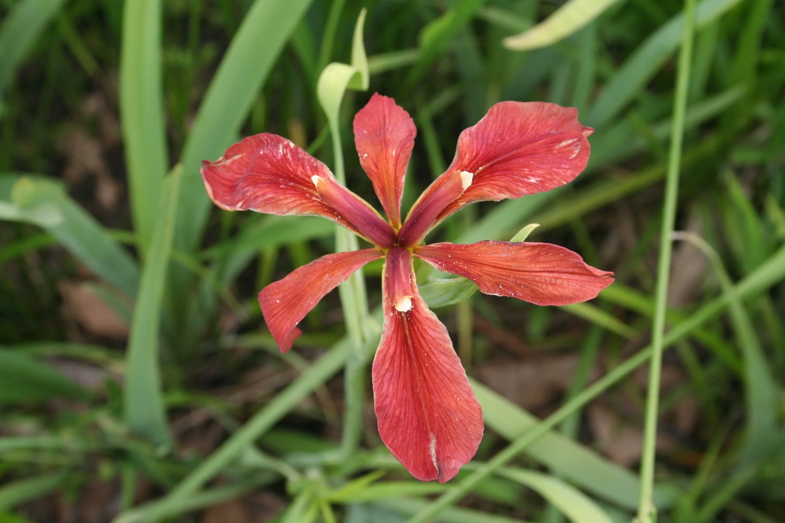 Flag, Copper - Image 10