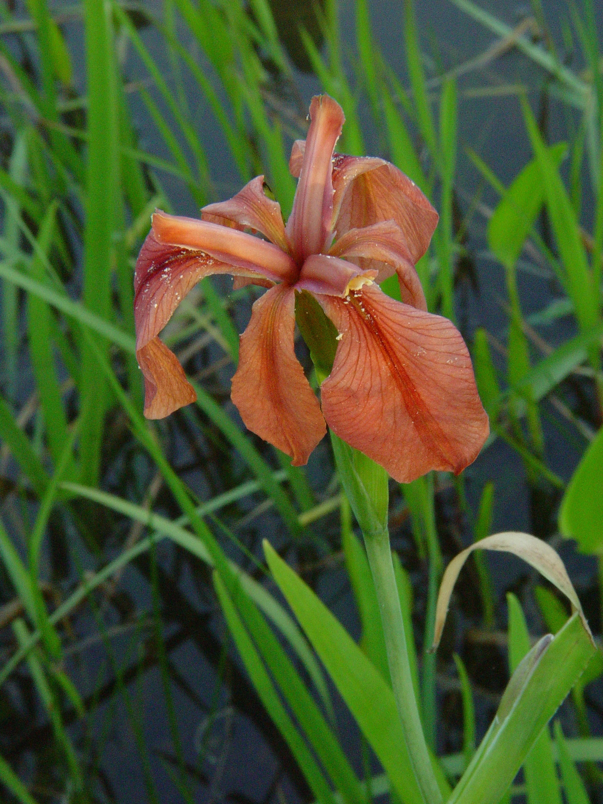 Flag, Copper - Image 3