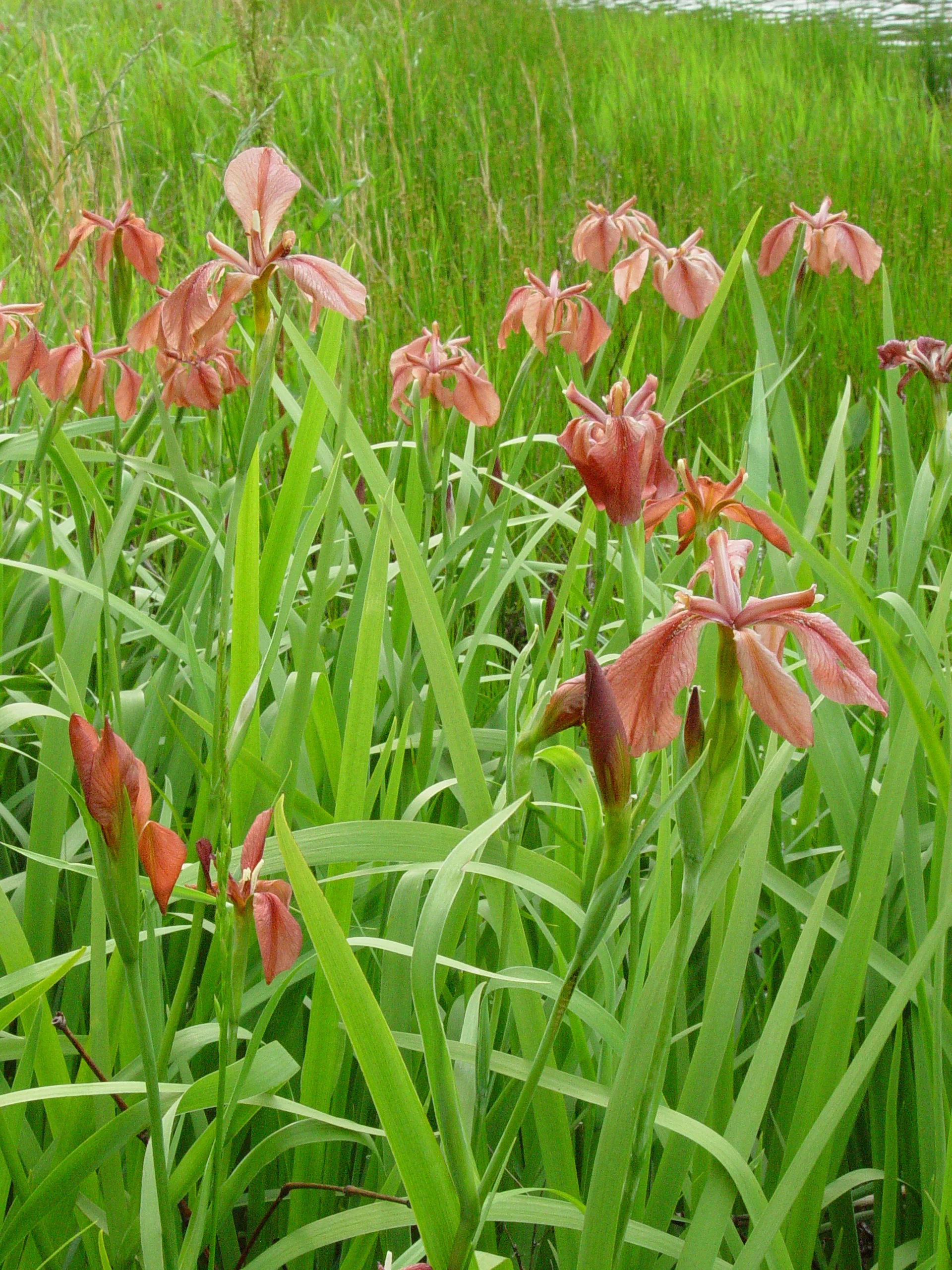 Flag, Copper - Image 4