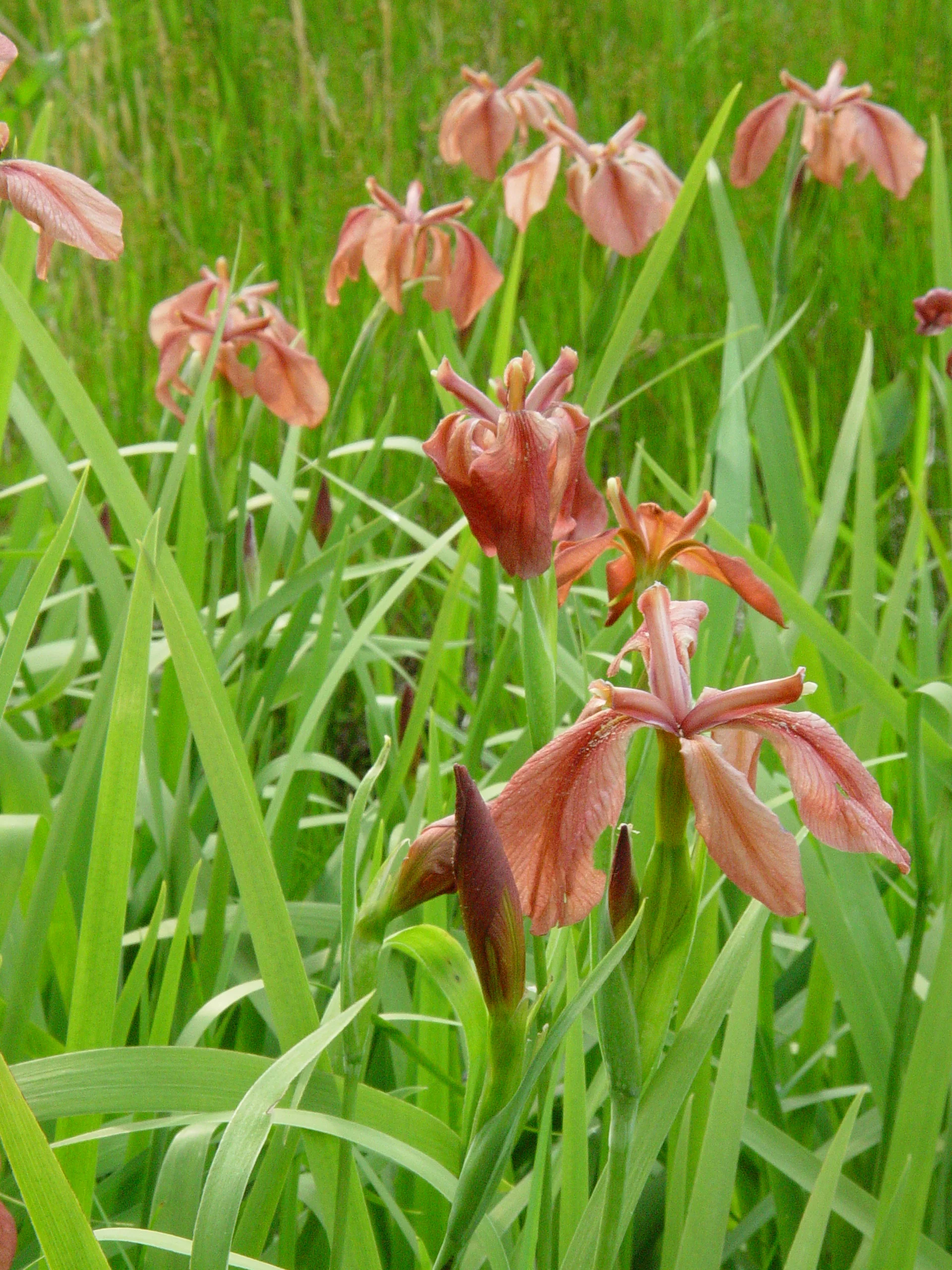 Flag, Copper - Image 5