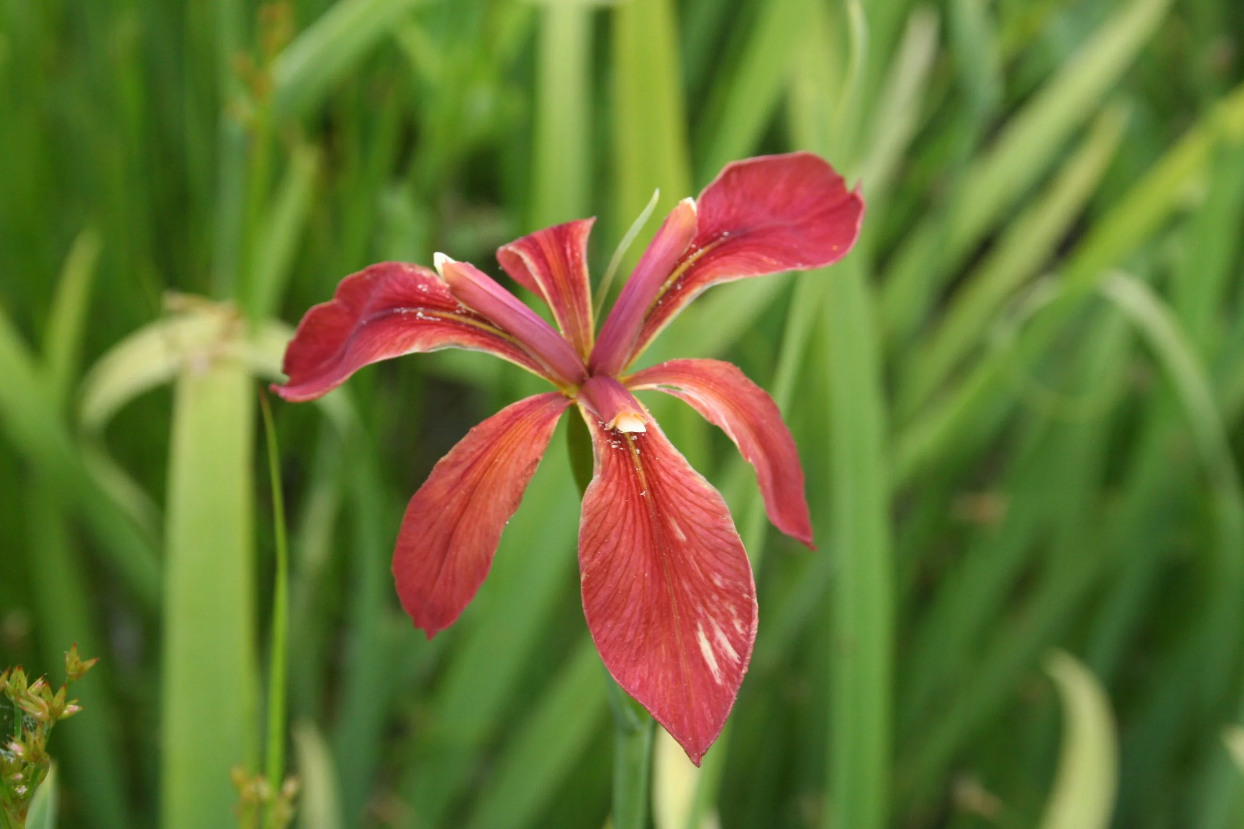 Flag, Copper - Image 11