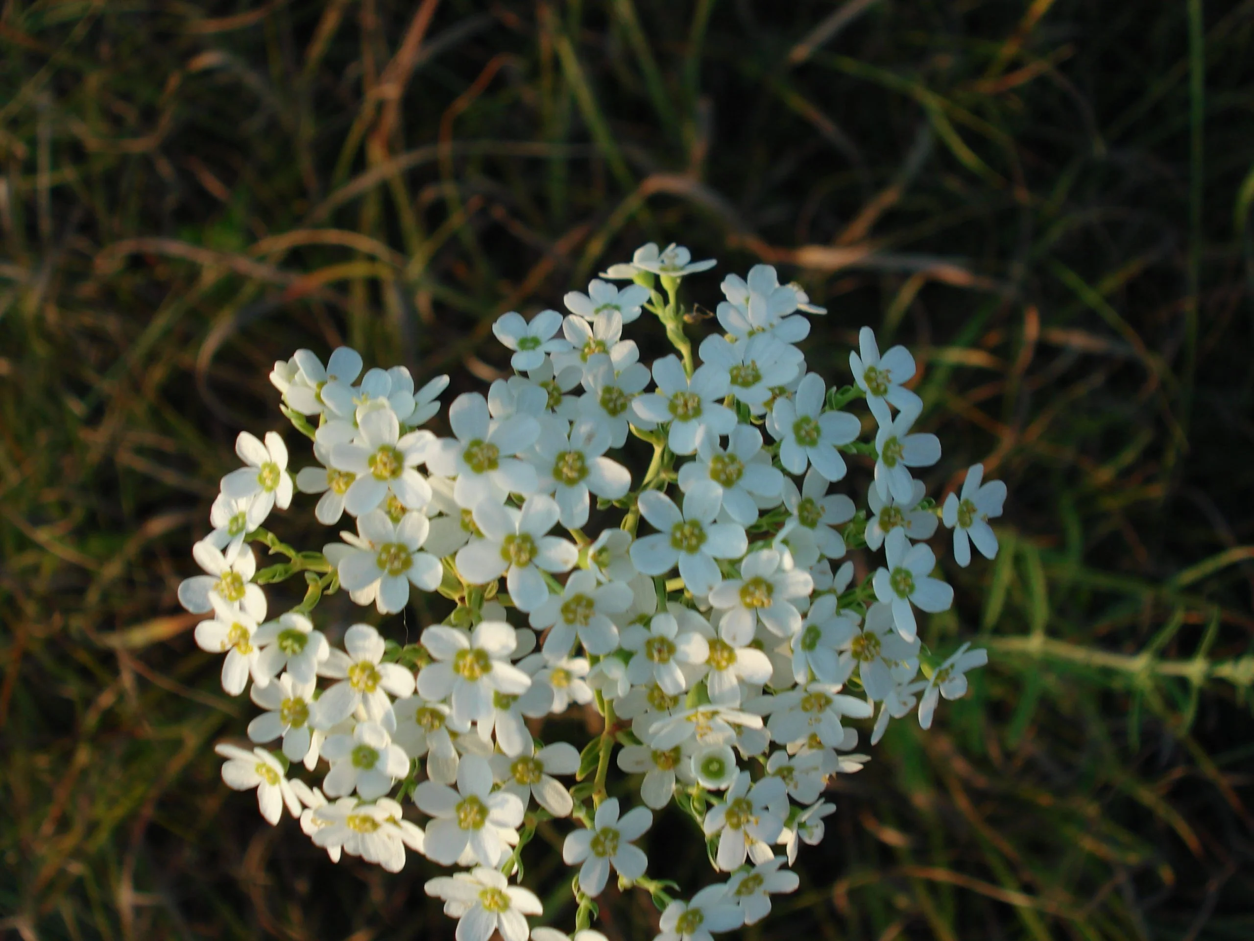 Spurge, Flowering - Image 2