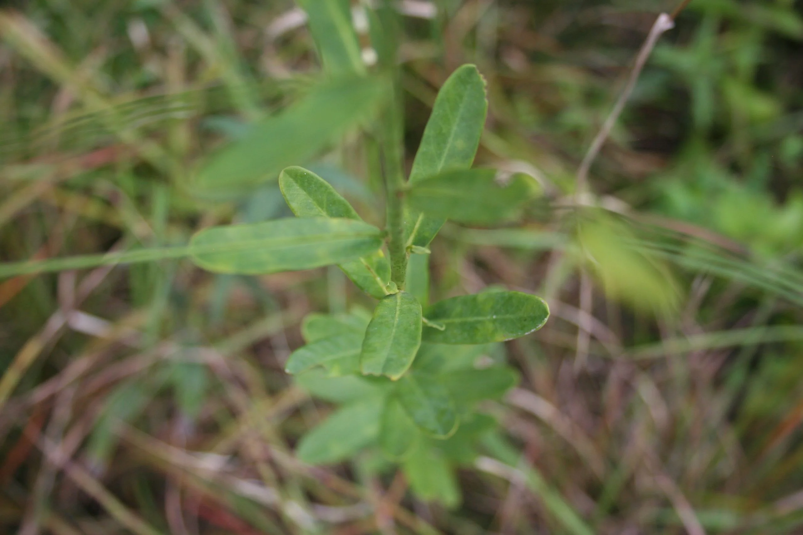 Spurge, Flowering - Image 3