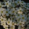 Flowering Spurge, (Euphorbia carollata), wildflower, Hamilton Native Outpost